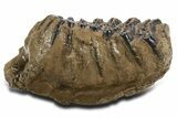Fossil Southern Mammoth Lower M Molar - Hungary #337189-4